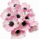 Rikyo 10 Stem 11" Bouquets Artificial Flowers Poppy Flowers,No Fade PU Fake Wild Flowers for Kitchen Table Centerpiece Vase,Home Greenery Wedding Holding Flowers Backdrop Arch Wall(Pink)