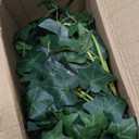 Fake English Ivy Plants in Pots Set of 2  Realistic Artificial Ivy Greenery for Home Decor, Tabletop, Office, Shelf, Balcony or Bathroom  Lifelike Faux Hanging Vines, No Maintenance Required