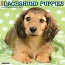 Just Dachshund Puppies 2025 12" x 12" Wall Calendar