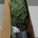 Outdoor Christmas Trees for Porch: Realistic Norfolk Pine, 4FT Christmas Tree with 100 LED Lights and Remote Control Timer with 8 Lighting Modes