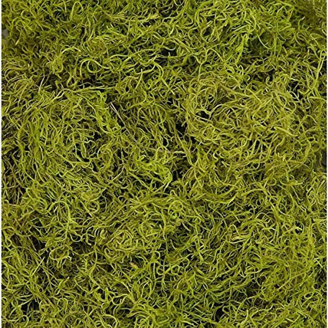 1 lb Bag Preserved & Dyed Chartreuse Spanish Moss (0905317175)