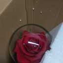 Rose in A Glass Dome Beauty and The Beast Enchanted Red Silk Rose LED Light Romantic Gift Movie Theme Party Mother's Day Valentine's Day Wedding Decoration