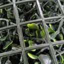 Grooy 71"x 126"(62 sq.ft) Artificial Boxwood Roll Panels with Flowers, UV-Anti Faux Ivy Leaves Privacy Fence Screen, Grass Wall Roll Panels for Indoor Home Decor and Outdoor Garden Backyard