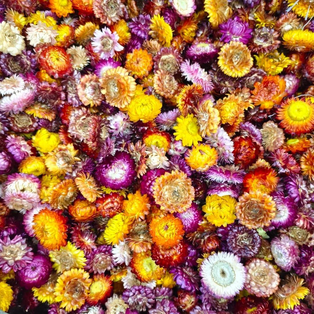 Dried Daisy Flowers Heads, Dried Chrysanthemum, Multicolor, for Wedding Decor, Home Party, DIY Craft55-60 Pcs