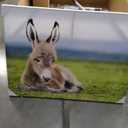 Animal Baby Donkey Meadow Room Aesthetics Posters Canvas Posters Bedroom Decoration Sports Office Decoration Gifts Wall Art Decoration Printing Posters, 40inx30in