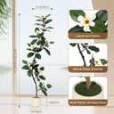 Rubber Tree 6 ft Artificial Tree in White Planter Pot, Faux Plants Indoor Faux Floor Plant Artificial Plants with 7 Pcs Magnolia Flowers for Home Decor, Artificial Fiddle Leaf Fig Tree for Office