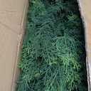 3FT Artificial Topiary Cedar Trees Outdoor, Outdoor Topiary Set of 2 Faux Cypress Plants with Ground Spike, UV Resistant Topiary Trees for Front Porch Garden Backyard Room Decor