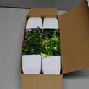 Der Rose 4 Pack Small Fake Plants Mini Artificial Faux Plants Indoor with Flowers Spring Decorations for Home Room Farmhouse Desk House Bathroom Decor