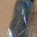 10 Pcs Natural Peacock Feathers : Various Sizes (45-50)