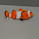 Potaroma Cat Toys Flopping Fish with SilverVine and Catnip, Moving Kitten Kicker, Floppy Wiggle Clownfish for Small Dogs, Motion Kitty Interactive Exercise, 10.5 Inches