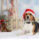 Dog Collars - Christmas Pet Collar with Santa Claus Print, Durable & Soft, Adjustable for Large Dogs (Large (Pack of 1))