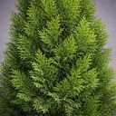 Classy Groundcovers: Arborvitae 'Smaragd', 3-Gallon Pot