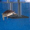 PENN-PLAX Reptology Turtle Topper Above Tank Basking Platform That Safely Mounts to Standard Size Tanks Including 10g, 20L, 20H, 29g, up to 55 Gallons and 13 Wide Black Color (REP600)