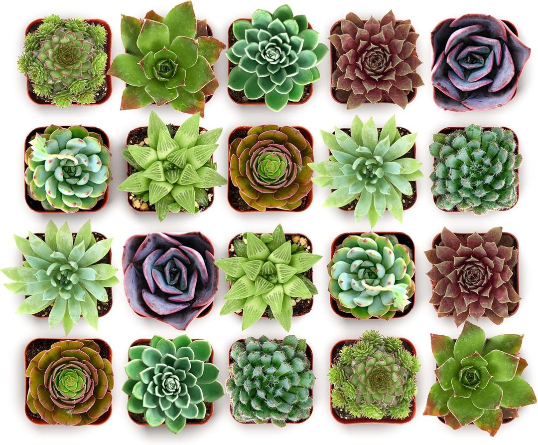 Shop Succulents Echeveria & Rosette Live Succulent Variety Pack Fully Rooted 2" Potted Plants for Gifts, Favors, DIY Projects, Terrariums, Home Dcor, and Garden Arrangements, 20 Pack