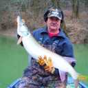 2 x REAL FISH 6.5" The Intruder Multi Jointed Swimbait Bass Fishing Lure Bait Hard Slow Fast Sinking Life Like Gizzard Shad Minnow Bluegill Floating Slow Sinking (1) (BLUEBACK HERRING)