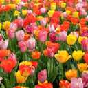 100 Mixed Tulip Flower Bulbs  Bulk Pack of Colorful Tulips for Spring Blooms  Easy Fall Planting - Plant in Gardens, Borders & Flowerbeds - Bulb Size 11/12cm - Willard & May