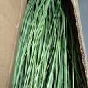 Faux 4ft 2-Pack Horsetail Reed Grass with Green Spikes, 48in Tall Indoor Outdoor Fake Grass in Pot, Home Office Decorative Artificial Plant & Greenery, Wedding Decor Bristlegrass