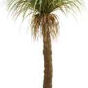 Nearly Natural 6.5ft. Molina Artificial Plant, Model Number: 8708