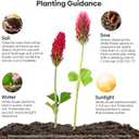 Groundio Annual Crimson Clover Seeds, 2 lbs, Trifolium Incarnatum Seeds for Lawn Alternative, Attracts Pollinators, Nitrocoated and Inoculated