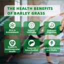 Barley Grass Juice Powder | Rich in Vitamins, Minerals, Fibers & Antioxidants | Raw, Clean & Alkalizing Superfood for Energy, Immune Health, and Digestion - 5.3 OZ