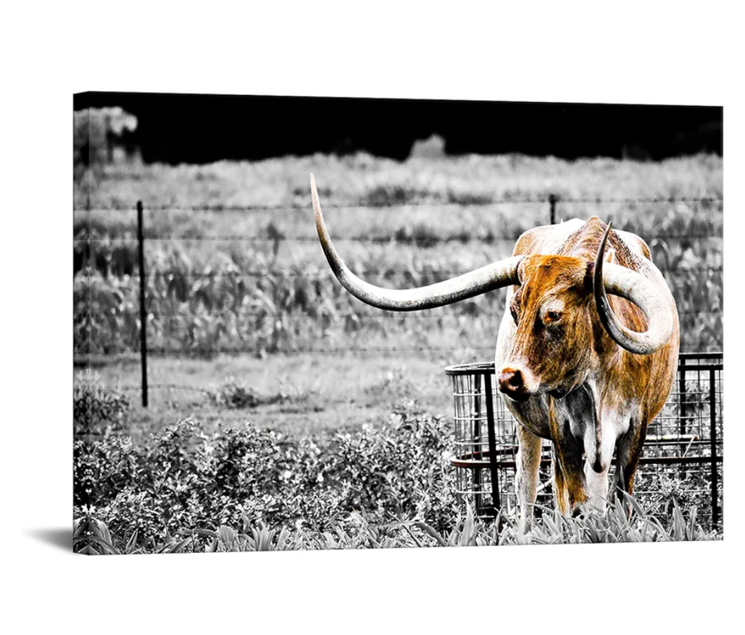 Animals Canvas Wall Art Decor Highland Cow Picture Longhorn Cattle Photograph Poster Prints Rustic Black White Artwork Country Style 24x36 inches