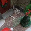 MOMENTS IN TIME Animated Disney Holiday Town Scene 10.5 Christmas Tree Christmas Village, LED Lights, Music & Motion Handcrafted Polyresin Village Power Adapter Included