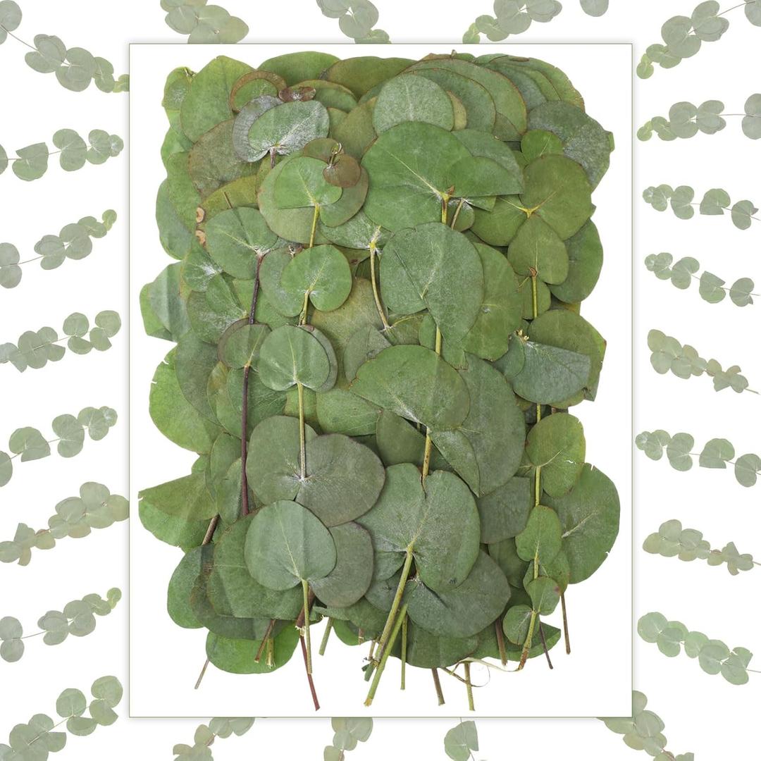 100 Pcs 6 Inch Pressed Dried Eucalyptus Leaves 100% Natural Preserved Real Eucalyptus Stems Dried Flowers Greenery for Vase Filler DIY Art Crafts Invitations Scrapbook Card Gifts Decoration