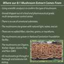 REAL Turkey Tail Mushroom Gummies - Gut, Immunity, Brain Support, Vegan, Sugar-free, GF, 30 TRUE Servings, 3.7oz