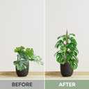 2 Pack 28'' Bendable Moss Pole Monstera Plant Support for Climbing Indoor Plants - Stakes for Potted Climbers - Tall Sticks Indoor Trellis for Houseplants - Accessories for Monstera Pot