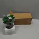 AlphaAcc Artificial Plants Potted Real Looking Small Faux Plant with Rustic Black Cement Planter for Kitchen Office Desk Bookshelf Decor (Ficus Plant)