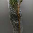 Bellacat Faux Olive Tree 6ftOlive Trees Artificial Indoor with Natural Wood Trunk and Realistic Leaves and Fruits. 6 Feet(72in) Fake Olive Tree for Home House Office Dcor.