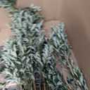 4 PCS 28 inch Artificial Olive Branches for Vases Greenery Olive Stems Faux Tree Branch Twig for Home Wedding Shop Office Garden Decor DIY Floral Crafts
