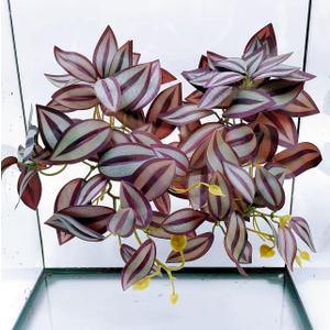 2Pack Reptile Fake Plants for Terrarium, Amphibian Habitat Decor Artificial Hanging Plants with Suction Cup, Artificial Leaves for Snake Tank Accessories.-Zebrina Purple