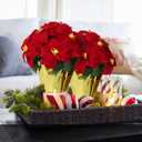 HOMESEASONS 2 Pack 18" Lighted Large Artificial Poinsettias for Outdoors LED Poinsettia Flowers Artificial Faux Poinsettia Plants Poinsettia Christmas Decorations for Office Home Kitchen Decor