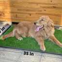 Dog Grass Pad with Tray: 2-Pack Fake Grass, 35 x 21.7 in, Ideal for Medium & Large Dogs - Perfect for Indoor Use, Potty Training
