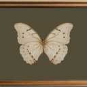 KBKBART Vintage White Butterfly Wall Art, Framed Wall Art Insect Pictures Wall Decor Aesthetic, Dark Moody Cottagecore Room Decor, Sage Green Bathroom Canvas Painting, Desk Shelf Decor, Canvas Wall Art Prints for Bedroom, Living Room(8"x10")