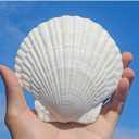 QEQEKAKA 10PCS Large Scallop Shells for Crafts 4''-5'' White Sea Shells for Baking Shells, Crafts DIY Painting Beaching Wedding Decoration, Beach Natural Scallop Shells Bulk
