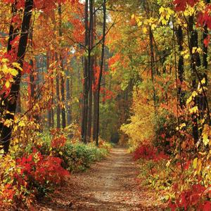 LYWYGG 8X8FT Autumn Scenery Deciduous Background Vinyl Deciduous Mountain Road Photography Backdrop Tree and Yellow Fall Leaves View Background Studio Props CP-67-0808