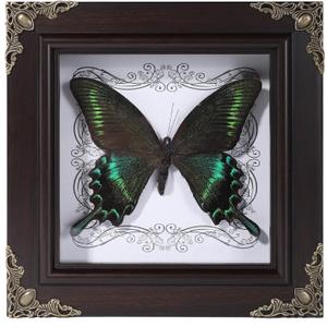 Real Butterfly Framed Home Decor, Taxidermy Shadow Box for Goth Dark Academia Wall Art Decor, Gothic Furniture Gifts for Victorian Whimsigoth Fantasy Moody Witchy Room Bedroom Decor
