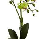 Nearly Natural Phalaenopsis Orchid with Clay Vase (Set of 4)