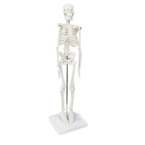 Human Skeleton Model, Anatomy A 17-Inch Miniature Human Skeleton Model with Movable Arms and Legs, A Scientific Model to Study The Basic Details of The Human Skeletal System