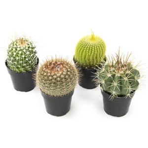 Altman Plants, Assorted Cactus Plants Live Plants (4 Pack), Live Cactus Plant Live Succulents Plants Live Houseplants, Cacti Live Indoor Plants Succulent Plants House Plants in Cactus Soil Potting Mix