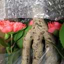 3ft 2-Pack Artificial Camellia Trees