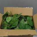 alyptus Fake Pothos Hanging Plants  33" Set of 2 Faux Ivy Vines with Pots Realistic Silk Devils Ivy for Indoor Dcor Low Maintenance Artificial House Plants for Home Bathroom or Office - Green