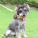 TSPRO Airtag Dog Collar with Airtag Holder Case, Lightweigh Dog Collar, Quick Release Buckle, Adjustable Breathable Durable, Ideal for Small Medium Large Dogs Walking and Training (Green Size 1)