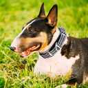 Reflective Martingale Collar for Large Dogs with Quick Release Buckle Adjustable Training, Walking, Hunting No Slip Collars,(Sliver L)