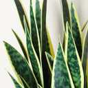 2ft 2-Pack Artificial Snake Plants in Pots, 25.6in Faux Sansevieria, Yellow