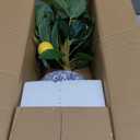 Artificial Potted Plants, 15.7 inches Small Fake Lemon Tree Artificial Lemons Citrus Tree with Blue and White Pot Faux Potted Plants Indoor Lemon Decorations for Home, Office, Living Room Table, Desk