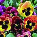 8 x 100+ Seeds Viola Swiss Giant Mix - Flower Multicolor