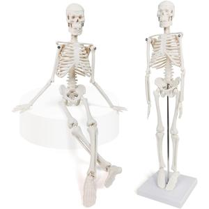 Mini Human Skeleton Model, 17.7 Small Skeleton Anatomy Model W/Movable Arms, Legs and Stand for Student Kid to Study Human Skeletal System Anatomy, Physiology Decor Halloween Manual Included